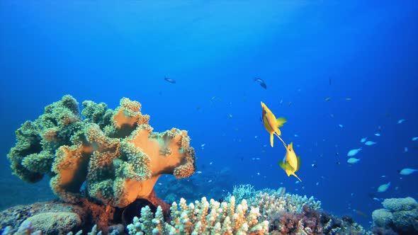 Underwater Clown-Fish and Soft Coral