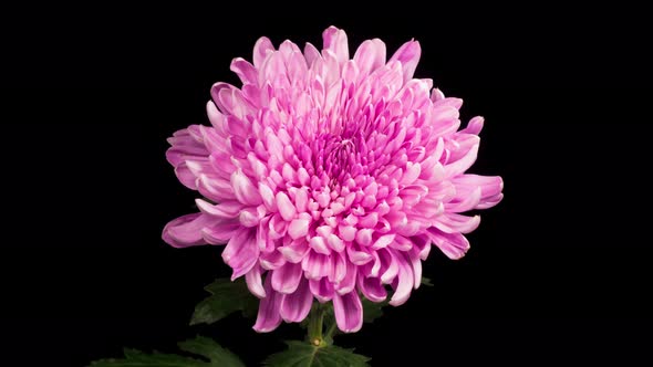 Beautiful Pink Chrysanthemum Flower Opening