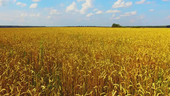 Flying above Beautiful Golden Wheat Field in Rural Landscape in Summer Day - Drone Footage