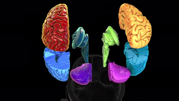 Size Intracranial Brain Structure   Rotation Zoom Out   Back  Colored Parts