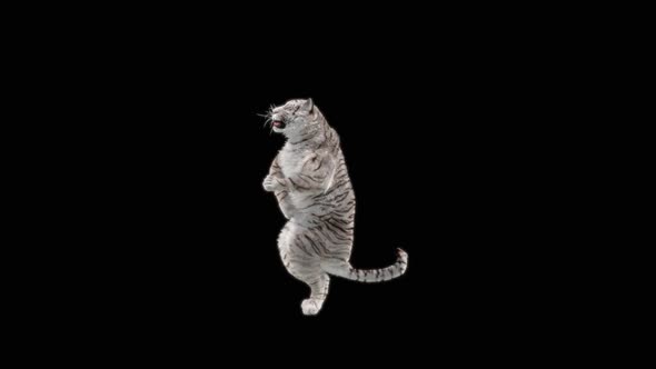 64 White Tiger Dancing HD