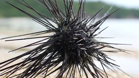 Sea Urchin on the Beach. Thailand