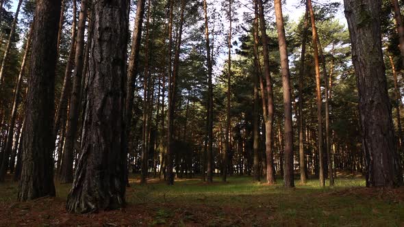 Old Pine Forest