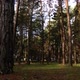 Old Pine Forest - VideoHive Item for Sale