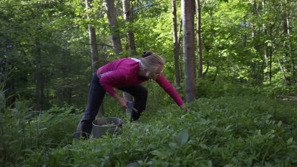 Mature, beautiful woman picking fresh, home grown arugula in a garden. The ultimate farm to table. S