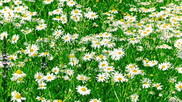 White and Yellow Daisies 823