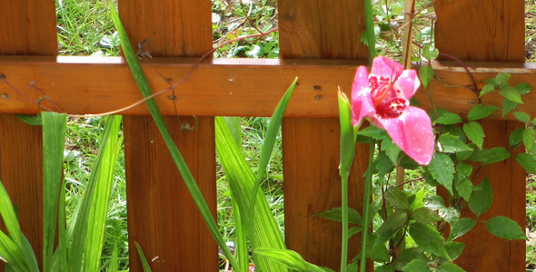 Pink Flowers and the Rain alt