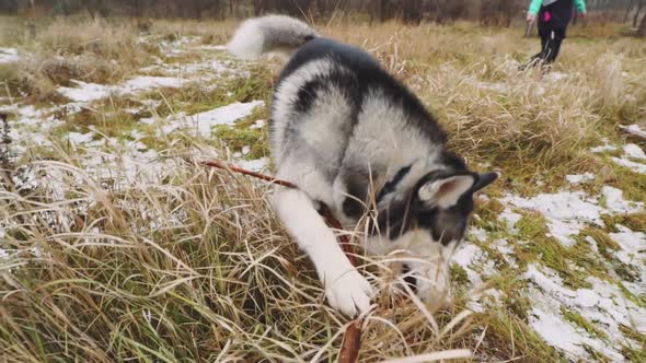 Young Beautiful Woman Walks and Plays with Her Husky Dog at Winter Around Forest