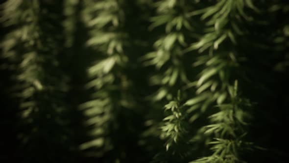 Thickets of Marijuana Plant on the Field alt