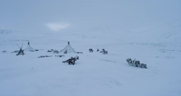 Lots of Reindeers with Sleigh in the Middle of the Tundra