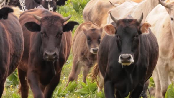 Cows Together Grazing in a Field