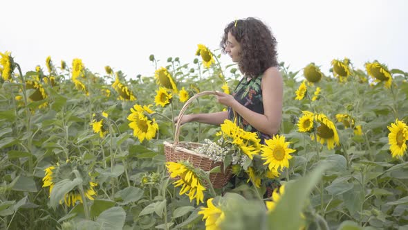 Adorable Slim Girl Walking and Picking Flowers in the Big Wicker Basket in the Sunflower Field