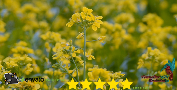 Yellow Flowers