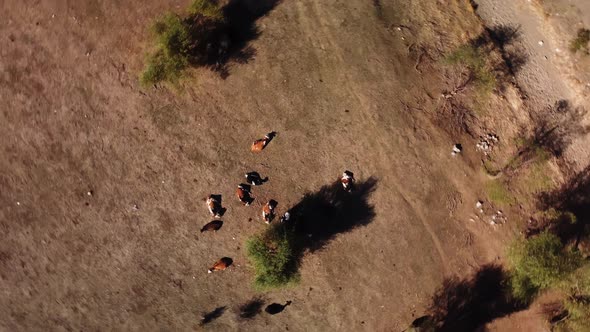 Aerial View of Cows Feeding in the Sandy Desert Field with Rare Trees in Turkey