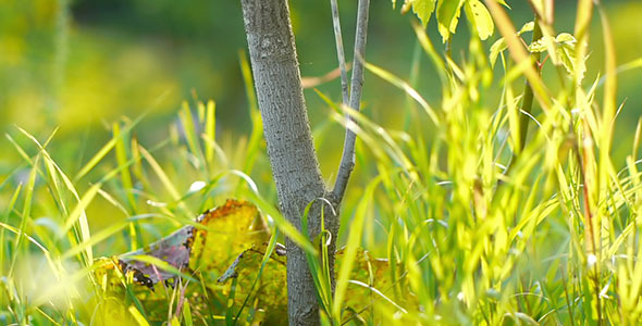 Green Grass And Little Tree