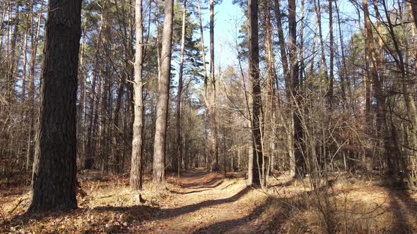 Forest with Trees in the Fall