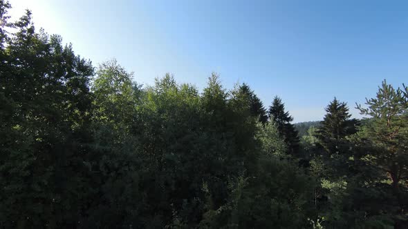 Extreme Close Flight Over Treetops in the Forest on Morning