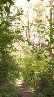 Vertical Video Autumn Forest By Day