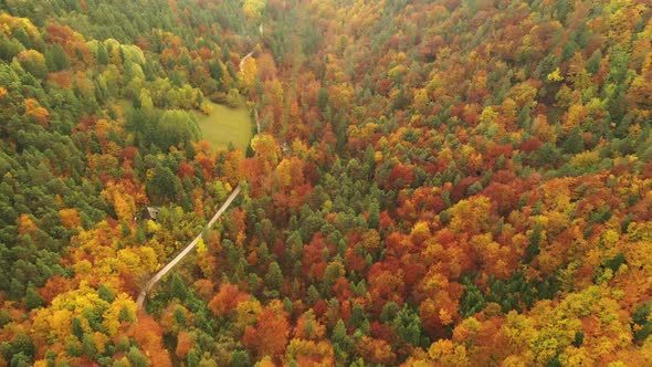 Autumn Forest