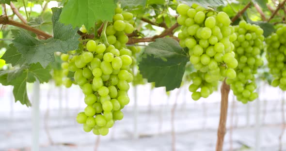 Fresh grape farm