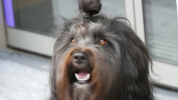 Funny Black Haired Dog with a Ponytail Tied on His Head Looking at the Camera with an Open Mouth