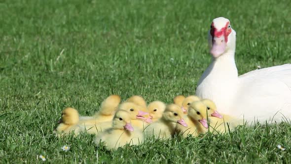 Family of ducklings sitting on grass with mother duck