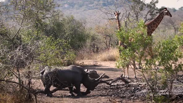 Southern white rhinoceros in Kruger National park, South Africa