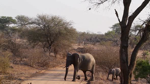 African bush elephant in Kruger National park, South Africa