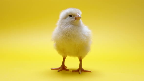 Cute Little Chick for Design Decorative Theme