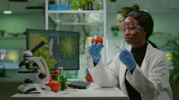 African Biochemist with Medical Gloves Injecting Organic Tomato with Pesticides alt