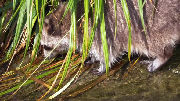 Close up track shot of wild raccoon looking for food in water plants during sunshine outdoors.