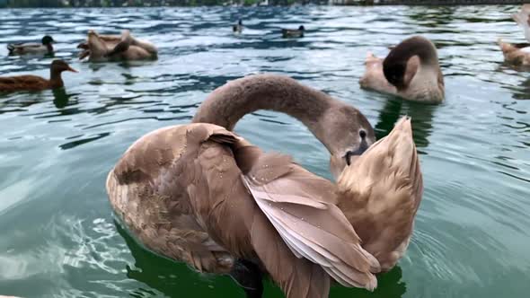 A close up shots of a brown swan cleaning itself in Mondsee Lake with other swans and ducks in the b