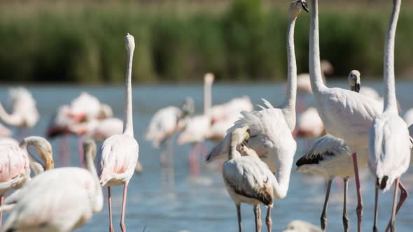 Flamingo bird nature wildlife reserve carmargue lagoon