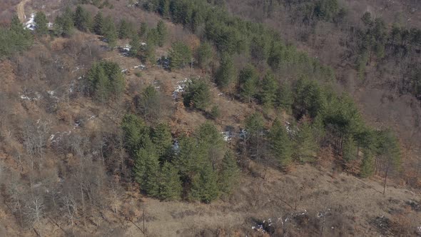 Descending over the forest of evergreen trees 4K aerial footage