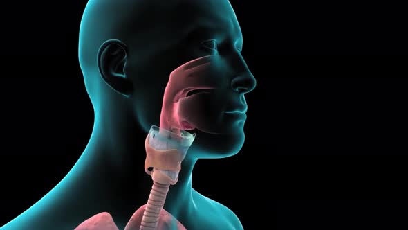 Damaged sick lungs. 3D render animation for respiratory problems, cancer medical or health problems.