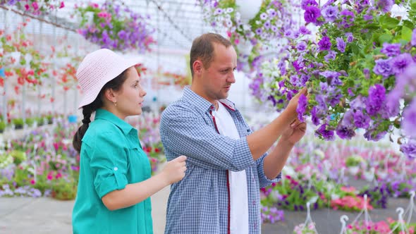 Man and Woman are in a Greenhouse with Potted Plants They are Checking the Quality of Flowers