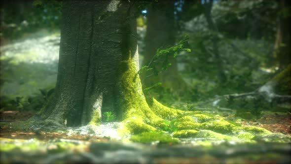 Dark Forest with Moss and Sun Rays Shining Trough