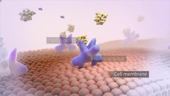 pancreatic insulin activity  medical