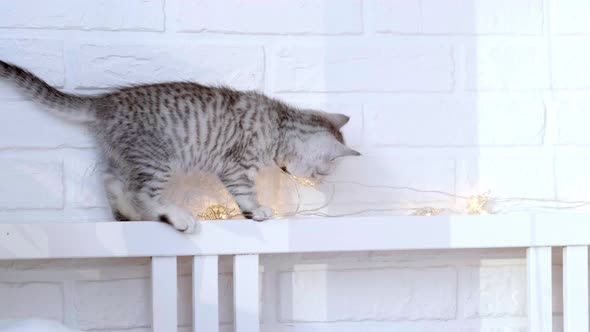 Cat Breaks Christmas Decorations Little Curious Funny Striped Scottish Fold Kitten Cat Throws Off