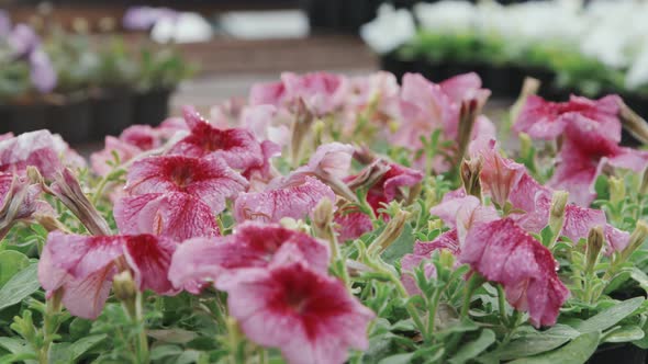 Pink Petunia Flowers