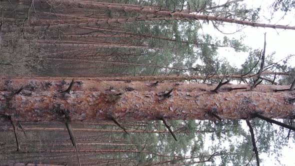 Vertical Video of Beautiful Forest Landscape