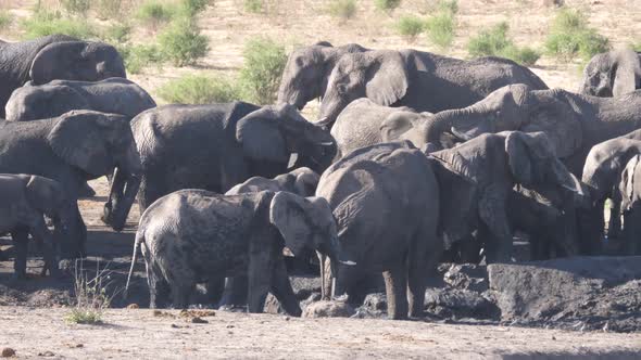 Herd of African Bush elephants at an almost dry waterhole