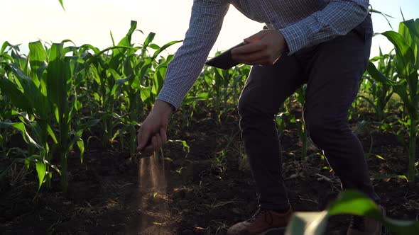 A Farmer Standing in the Corn Field and Using a Tablet