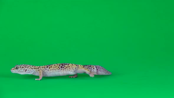 Yellow and Brown Spotted Leopard Gecko Eublefar Isolated at Green Screen