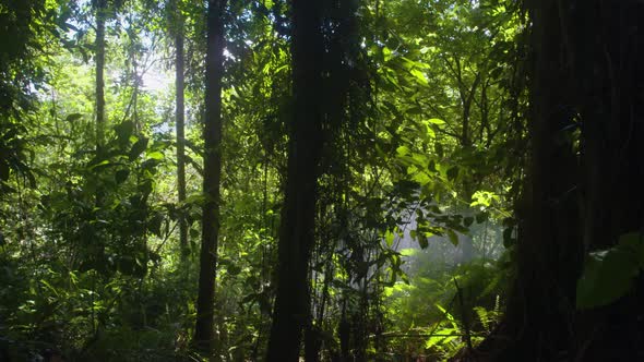 Jungle Rain Forest Dense Trees And Vines