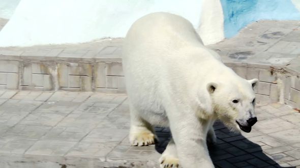 Polar Bear Walking In Zoo