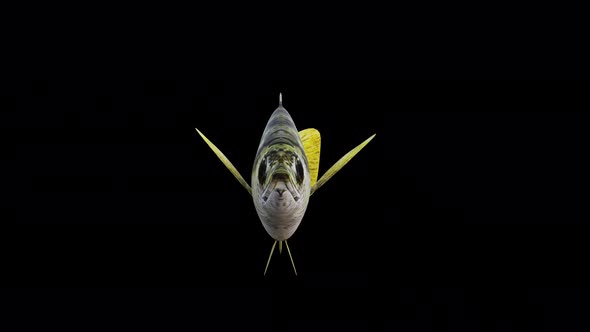 Archerfish View From Front alt
