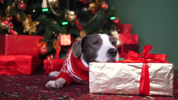 Christmas, New Year, Holidays And Celebration. Dog Lying Under Xmas Tree