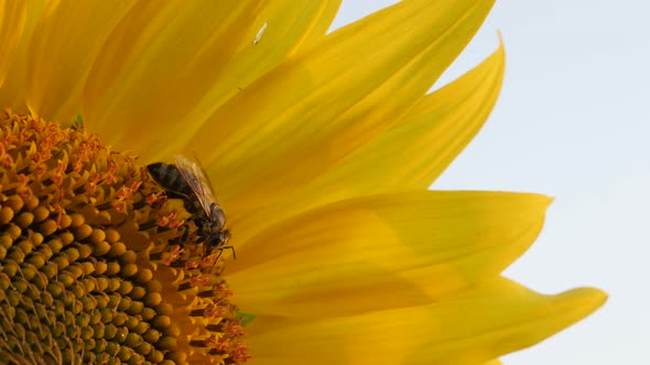 Bee and sunflower close-up 3840X2160 UltraHD footage - Details of Helianthus plant with insect 2160p