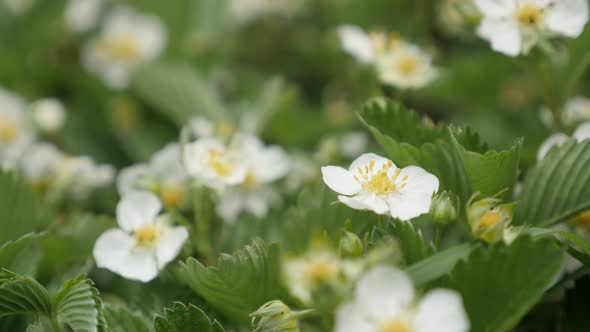 Fresh spring flowers of Fragaria ananassa 4K 2160p 30fps UltraHD footage - Fields of wild strawberry